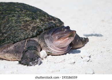 Florida soft shell turtle at Merritt Island National Wildlife Refuge