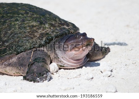 Florida soft shell turtle at Merritt Island National Wildlife Refuge