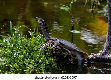 250 Florida soft shell turtle Images, Stock Photos & Vectors | Shutterstock