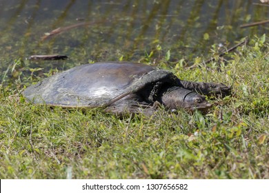 250 Florida soft shell turtle Images, Stock Photos & Vectors | Shutterstock