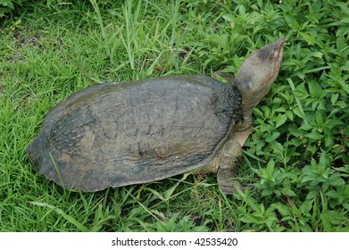 Florida Softshell Turtle Stock Photos - 531 Images | Shutterstock