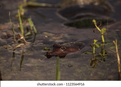 Florida softshell turtle Apalone ferox in a pond, foraging for food and remaining alert in Naples, Florida