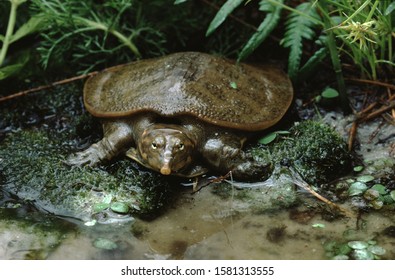 250 Florida soft shell turtle Images, Stock Photos & Vectors | Shutterstock