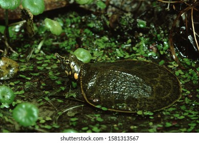 250 Florida soft shell turtle Images, Stock Photos & Vectors | Shutterstock