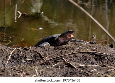 250 Florida soft shell turtle Images, Stock Photos & Vectors | Shutterstock