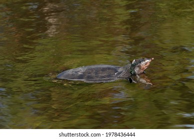 250 Florida soft shell turtle Images, Stock Photos & Vectors | Shutterstock