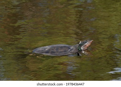 250 Florida soft shell turtle Images, Stock Photos & Vectors | Shutterstock