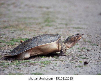 Florida Softshell Turtle Stock Photos - 531 Images | Shutterstock