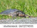 Florida softshell turtle laying in grass