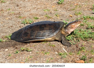 250 Florida soft shell turtle Images, Stock Photos & Vectors | Shutterstock