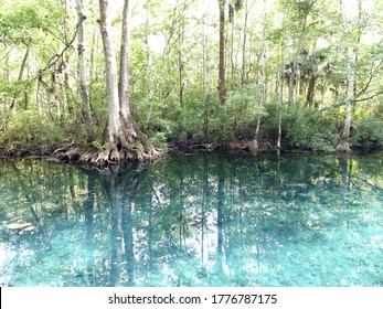 Florida Springs In Silver Springs State Park, Florida