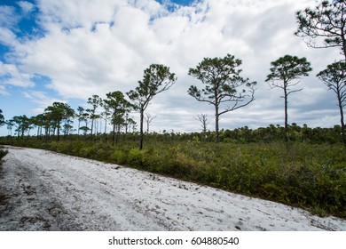 Florida State Park - Seabranch Park, Stuart, FL