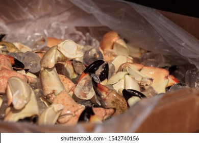 Florida Stone crab Menippe mercenaria steam cooked for lunch at a picnic festival.