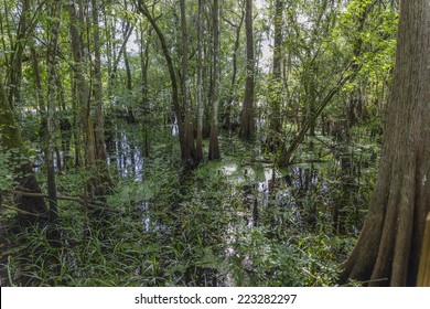 Florida Swamp