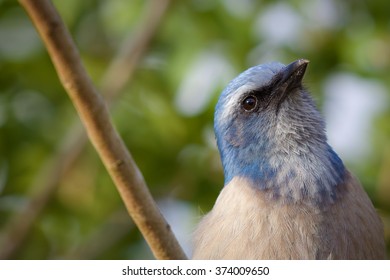 Florida Threatened Scrubjay - Endemic to state of Florida
						