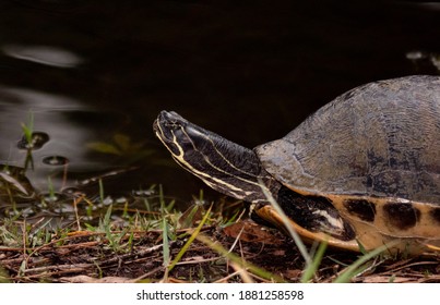 368 Turtle stretching neck Images, Stock Photos & Vectors | Shutterstock