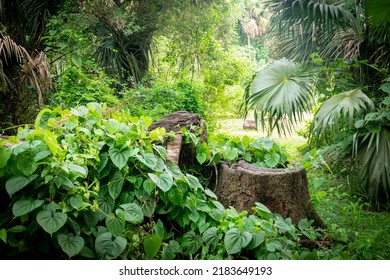 Florida Tropical Climate Foliage Forest  Jungle Scenery