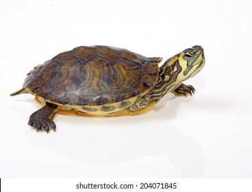 5,124 Florida turtle Images, Stock Photos & Vectors | Shutterstock