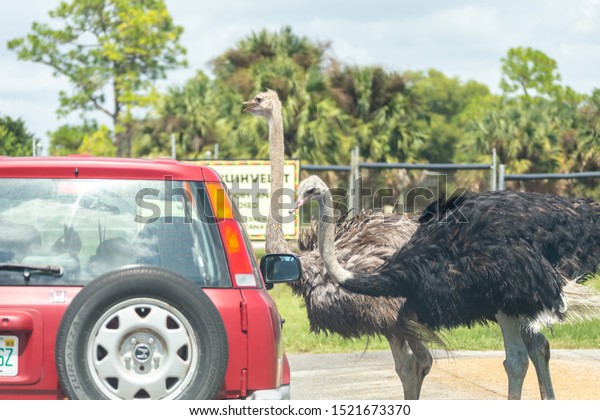 Florida, USA - September 19, 2019: Lion\
Country Safari drive through park in West Palm Beach Florida. Cars\
driving near animals in cage free animal\
zoo