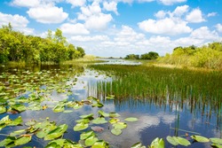 Florida Zona Umida, Giro In Airboat All'Everglades National Park Negli Stati Uniti. Luogo Popolare Per I Turisti, La Natura Selvaggia E Gli Animali.