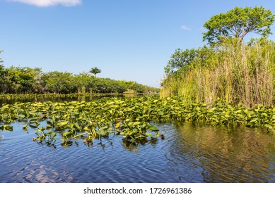 Florida wetland, Airboat ride at Everglades National Park in USA. Popular place for tourists, wild nature and animals. Lily Pads in the foreground.