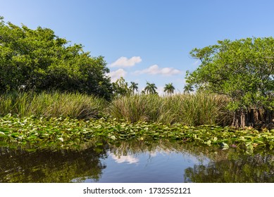 Florida Wetland, Airboat Ride At Everglades National Park In USA. Popular Place For Tourists, Wild Nature And Animals. Lily Pads In The Foreground.