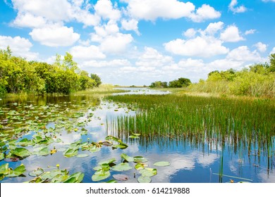 Florida wetland, Airboat ride at Everglades National Park in USA. Popular place for tourists, wild nature and animals.