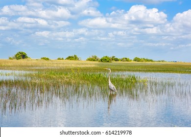 Florida Wetland, Airboat Ride At Everglades National Park In USA. Popular Place For Tourists, Wild Nature And Animals.