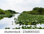 Florida wetland, Everglades National Park in USA. Popular place for tourists, wild nature and animals. Landscapes.