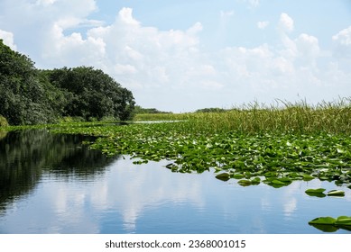 Florida wetland, Everglades National Park in USA. Popular place for tourists, wild nature and animals. Landscapes.