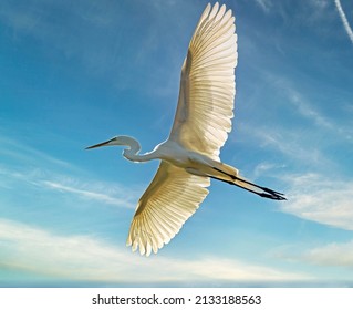 Florida White Heron Egret Bird In The US