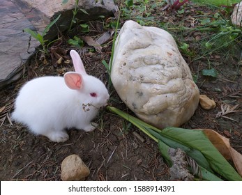 A florida white rabbit (bunny) with albino red eyes and pink ears is in the garden, the rabbit is a part of daily life, as food, clothing, a companion, and as a source of artistic inspiration
