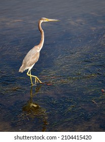 Florida Wild Life. Grey Egret