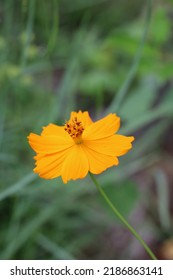 Florida Wild Orange Cosmos Flower Blossom