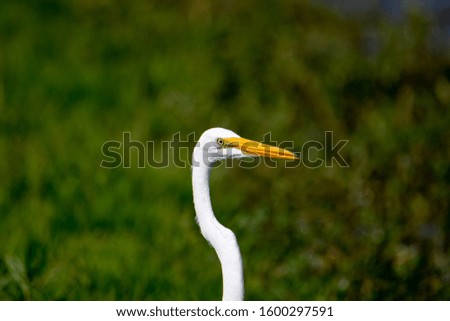 Image, Stock Photo Adult Great egret bird Ardea alba perches in a tree