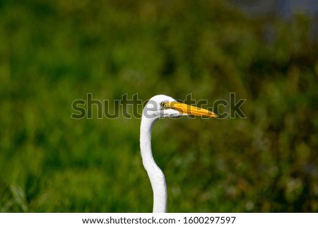 Similar – Image, Stock Photo Adult Great egret bird Ardea alba perches in a tree