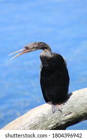 Florida Wildlife At Silver Springs State Park