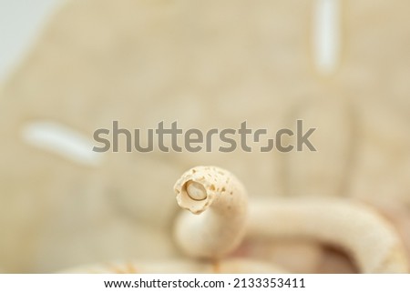 Florida Worm Snail Shell , Selective Focus