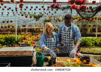 Florist Couple Planting Flowers In Greenhouse