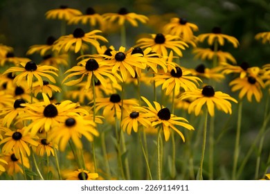 Florist cultivates, grows beautiful flowers of orange and yellow colors Rudbeckia fulgida, in the garden, gloved hands close-up.