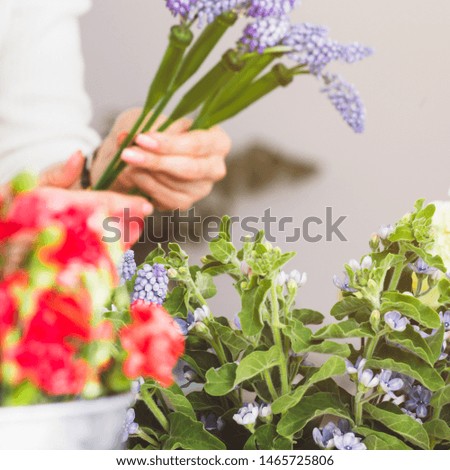 Similar – Hands make bouquet in vase