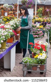 Florist Putting The Plants Into The Trolley In The Garden Centre