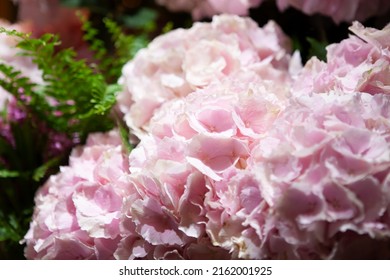 Florist Shop Window. Beautiful Decoration Of Luxurious Pink Hydrangea Flowers, Fern Leaf, Lighting. Showcase Window Of Floral Shop With Atmospheric Lights. Dark Exquisite Stage Photo. Selective Focus 