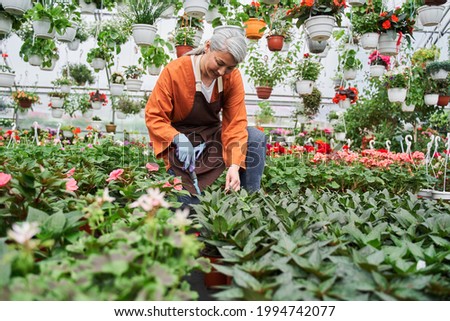 Florist is taking care of flowers at garden center while squatting near plant pots