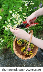 Florist At Work: Woman Shows How To Make A Simple Floral Home Decorations Using Wild Flowers, Just Like That, During The Walk Through The Meadow. Step By Step, Tutorial. 