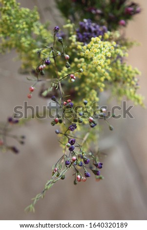 Similar – Image, Stock Photo Dianthus barbatus flower buds and white paper envelope