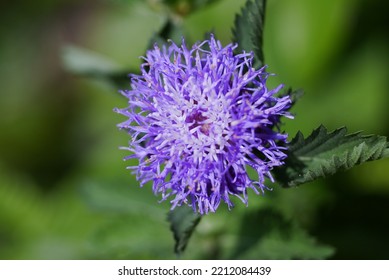 Floss Flower In Taipei, Taiwan.