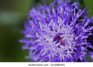 Floss Flower In Taipei, Taiwan.