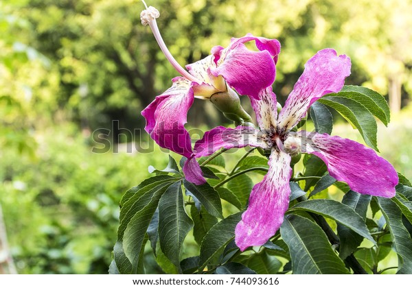 Floss Silk flower hang on tree at the park\
with sunny and blur\
background
