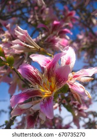 Floss Silk Tree